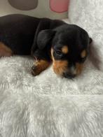 Prachtige dwergteckel pups, Dieren en Toebehoren, België, CDV (hondenziekte), 8 tot 15 weken, Korthaar