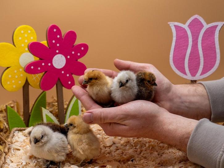 Zijdehoen USA kriel kuikens hennetjes gesekst en ingeënt, Dieren en Toebehoren, Pluimvee, Kip, Vrouwelijk