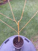 Knotwilgen, Tuin en Terras, Planten | Bomen, Ophalen, Halfschaduw