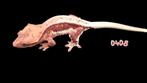 Crested gecko wimpergekko