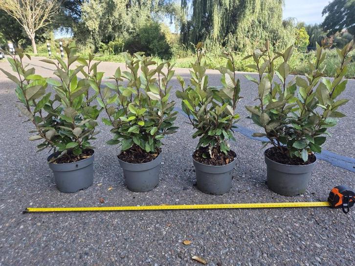 Olijfwilg 'compacta' haagplanten 40-50 cm, Tuin en Terras, Planten | Struiken en Hagen, Haag, Overige soorten, Minder dan 100 cm