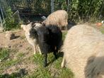 Ouessant ram lammetjes, Dieren en Toebehoren, Schapen, Geiten en Varkens, Mannelijk, Schaap, 0 tot 2 jaar