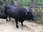 Dekstier Aberdeen Angus, Mannelijk, 0 tot 2 jaar