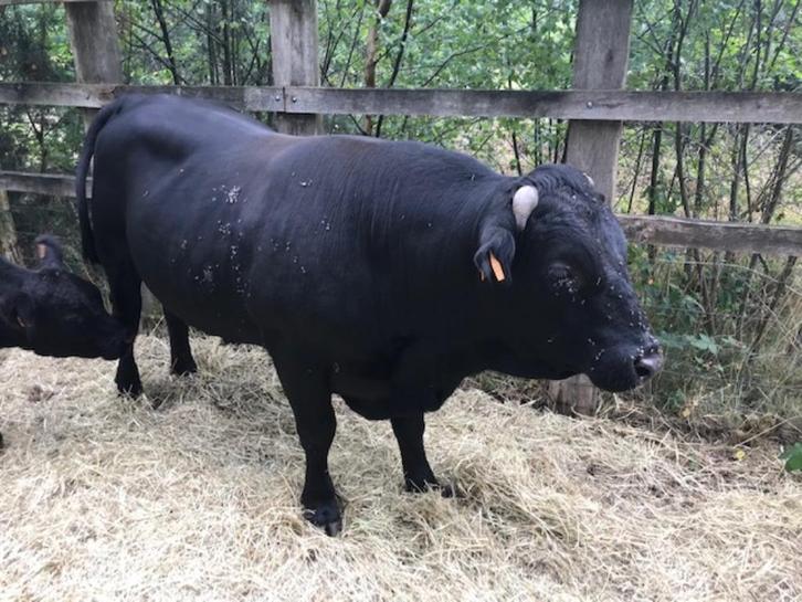 Dekstier Aberdeen Angus, Dieren en Toebehoren, Runderen, Mannelijk, 0 tot 2 jaar