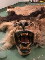 Peau de lion, tête, pattes et queue complètes., Enlèvement ou Envoi, Animal de ferme, Animal empaillé
