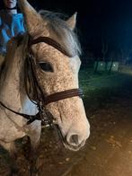 Grote maat C-pony, Poney C (1.27 m à 1.37m), B, 11 ans ou plus, Avec pedigree