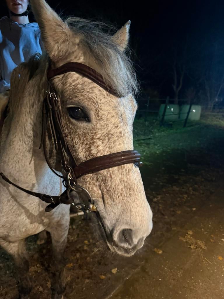 Grote maat C-pony, Animaux & Accessoires, Poneys, Jument, B, Poney C (1.27 m à 1.37m), Poney de saut, 11 ans ou plus, Avec pedigree