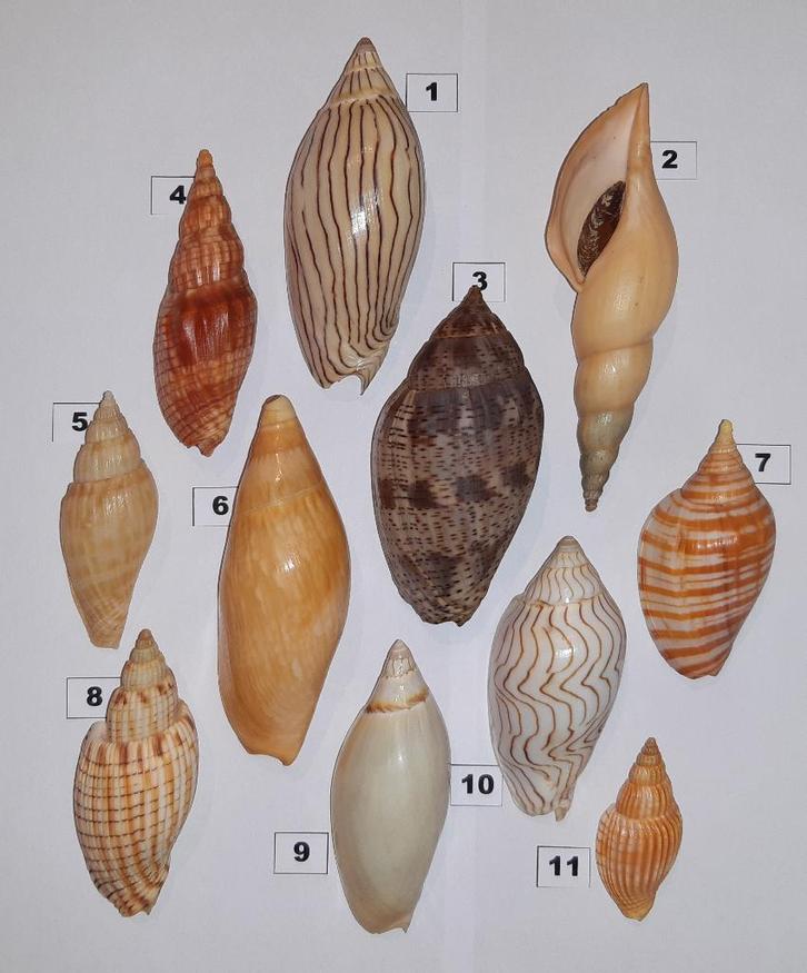 Schelpen: Volutidae, Verzamelen, Mineralen en Fossielen, Schelp(en), Ophalen of Verzenden