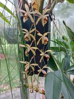 Orchideeën(update 11/12/25) Nog 78 stuks, 950 eu of goed bod, Ophalen, Overige soorten, Halfschaduw, In pot