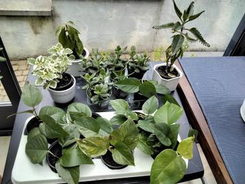 Kamerplanten/Pothos/Jadeboom/Ardisia/Haworthia 