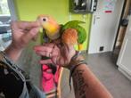 Koppel handtamme roestkopcaiques, Dieren en Toebehoren, Vogels | Parkieten en Papegaaien, Meerdere dieren, Papegaai, Geringd