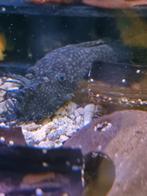 Ancistrus Paraguay (2st), Dieren en Toebehoren, Vis, Zoetwatervis