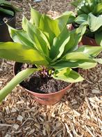 Meiklokjes, Tuin en Terras, Overige soorten, Vaste plant, Ophalen of Verzenden, Halfschaduw