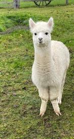 Alpaca veulen hengst te koop, Dieren en Toebehoren, Overige Dieren, Mannelijk