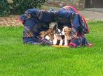 jack-russel puppy's te koop, Jack Russel Terrier, Plusieurs, Belgique, 8 à 15 semaines