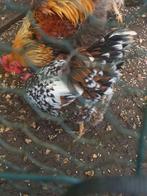 Prachtige porselein kleurige leghorn hen, Dieren en Toebehoren, Pluimvee, Vrouwelijk, Kip