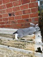 Duitse reus te koop! (Rammelaar), Dieren en Toebehoren, Konijnen, Mannelijk, Groot, 0 tot 2 jaar