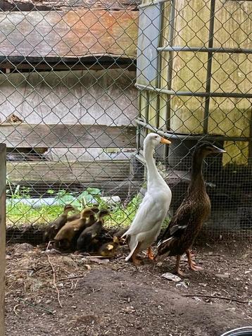 Indische loopeenden beschikbaar voor biedingen