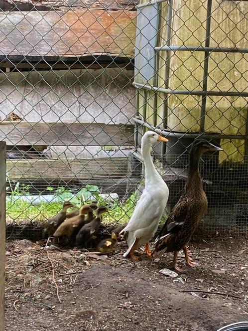 Indische loopeenden, Dieren en Toebehoren, Pluimvee, Eend