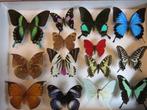Butterfly collectie (1), Verzamelen, Dierenverzamelingen, Nieuw, Overige typen, Overige soorten, Ophalen