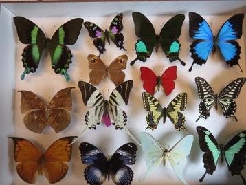 Collection de papillons (1)