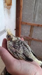 Jonge valkparkiet, Dieren en Toebehoren, Vogels | Parkieten en Papegaaien, Geringd