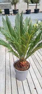 Cycas Revoluta - Vredespalm, Ophalen, Halfschaduw
