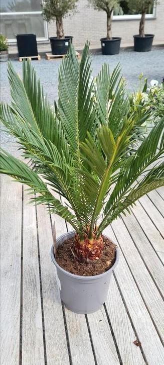 Cycas Revoluta - Vredespalm  beschikbaar voor biedingen