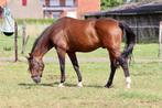 18 jarige ruin te koop, Dieren en Toebehoren, Paarden, Gechipt, Ruin, Niet van toepassing, 11 jaar of ouder