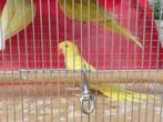 parkieten, Dieren en Toebehoren, Vogels | Parkieten en Papegaaien, Meerdere dieren, Parkiet, Geringd