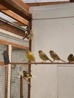 Kanaries zwart geel , bont, geel, Dieren en Toebehoren, Vogels | Kanaries, Meerdere dieren, Kleurkanarie