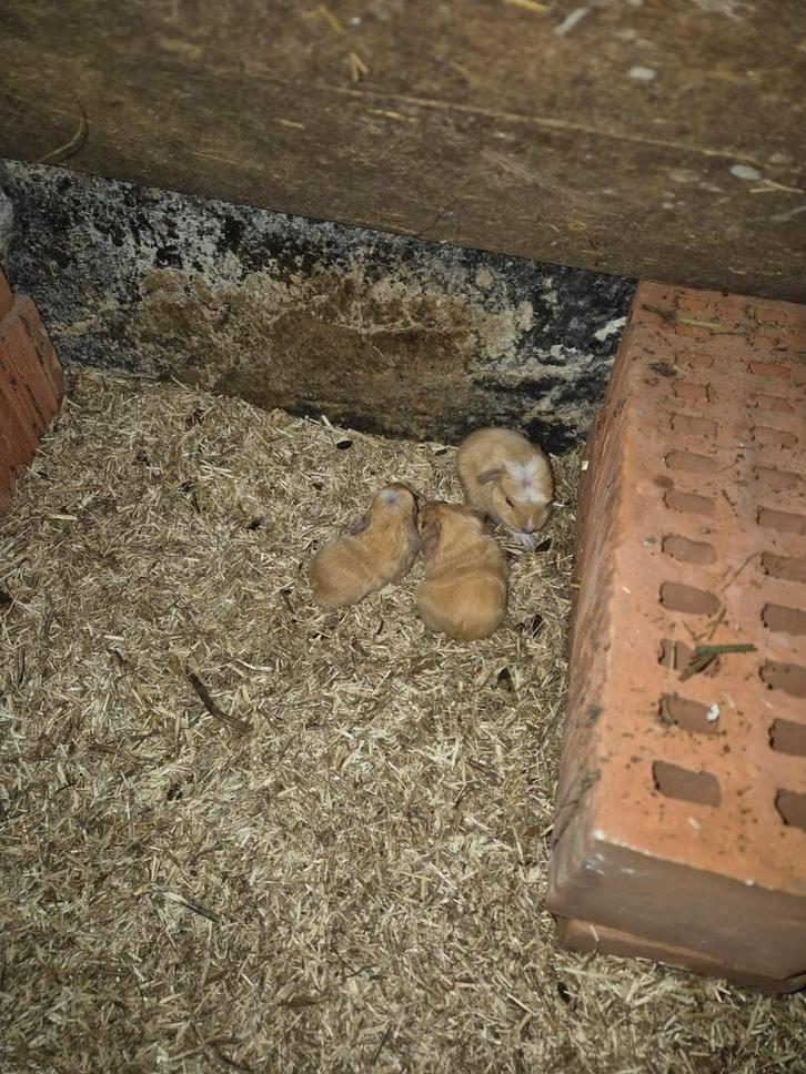 Cavia zeugje, Animaux & Accessoires, Rongeurs, Femelle, Cobaye, Février