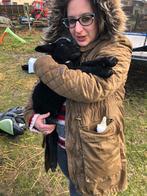 Gezocht! Papfles lammetjes van schaap of mini geit, Dieren en Toebehoren, Schaap