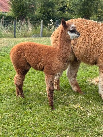 Alpaca cria hengstje beschikbaar voor biedingen