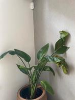 Strelitzia Nicolai, Huis en Inrichting, Kamerplanten, Ophalen