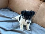 Jack russell pups, Dieren en Toebehoren, Honden | Jack Russells en Terriërs, België, Particulier, Jack Russell Terriër, CDV (hondenziekte)