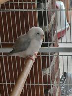 Forpus  te koop, Dieren en Toebehoren, Vogels | Parkieten en Papegaaien, Vrouwelijk, Parkiet