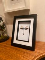Libelle in kader, Nieuw, Opgezet dier, Ophalen of Verzenden, Insect