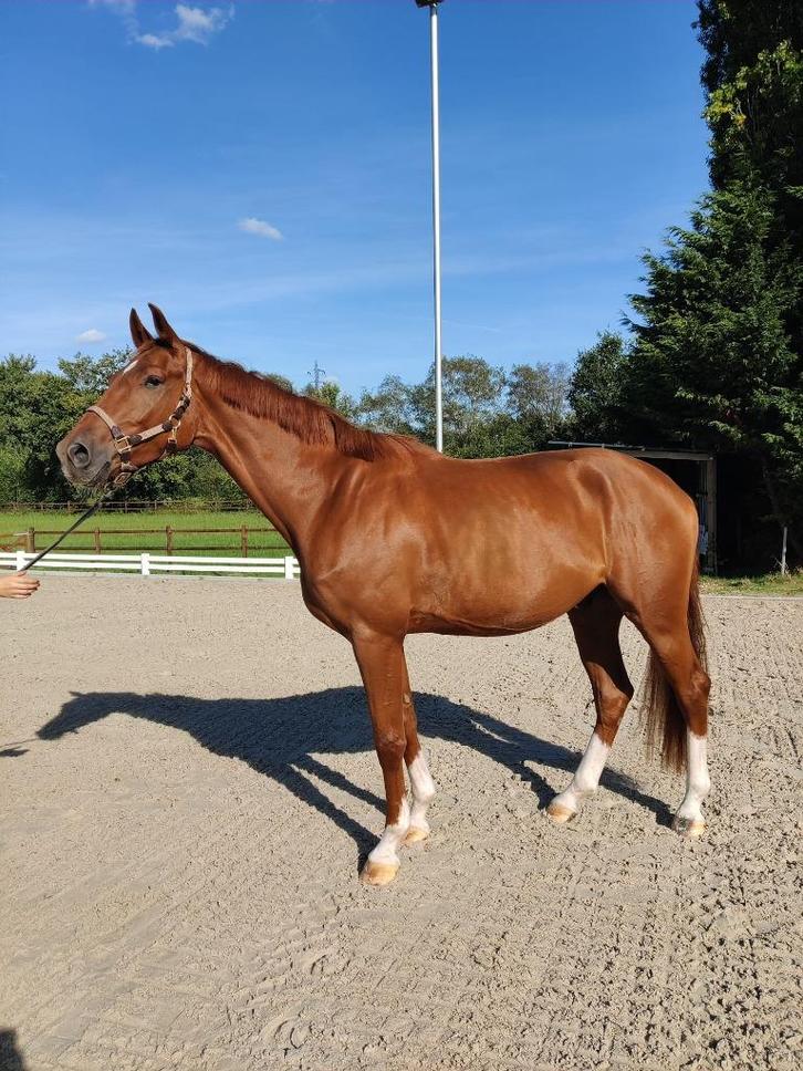 Knappe 3-jarige ruin (Kjento x Voice), Dieren en Toebehoren, Paarden, Ruin, B, 170 tot 175 cm, 3 tot 6 jaar, Dressuurpaard, Met stamboom