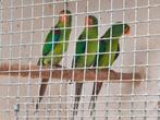 7 mooie jonge forse swiftparkieten 2025 te koop,, Dieren en Toebehoren, Vogels | Parkieten en Papegaaien, Meerdere dieren, Parkiet