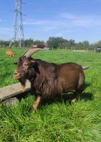 Dwerggeit bok, Dieren en Toebehoren, Schapen, Geiten en Varkens, Mannelijk, Geit, 3 tot 5 jaar