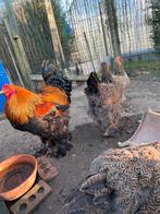 Broedeieren Brahma, Meerdere dieren, Kip