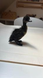 2 schattige cayuga eendjes zeer zeldzaam, Geslacht onbekend, Eend