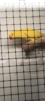 Halsbandparkiet, Animaux & Accessoires, Bagué