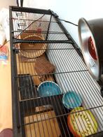 Glazen kooitje voor hamster met alle benodigdheden, Ophalen, Hamster