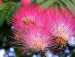 Albizia Julibrissin meer stammig, Tuin en Terras, Planten | Struiken en Hagen, Ophalen of Verzenden, Struik
