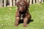 Prachtige medium Labradoodle pups (reutjes), Dieren en Toebehoren, Honden | Retrievers, Spaniëls en Waterhonden, België, Overige rassen