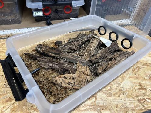 Kweekbox van 8,5 liter met „Droso-Proof” ventilatieopenin, Dieren en Toebehoren, Insecten en Spinnen