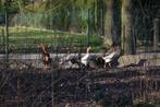 O Shamo kippen, Dieren en Toebehoren, Pluimvee, Meerdere dieren, Kip