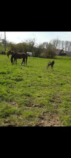 Weide maatje Brakel, Dieren en Toebehoren, Weidegang